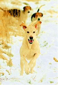 2010 Xmas cards